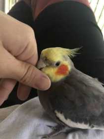 Lost Cockatiel