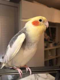 Lost Cockatiel