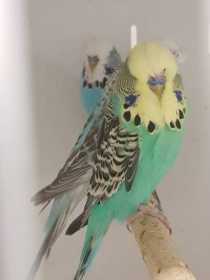 Lost Budgerigar