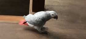 Lost African Grey