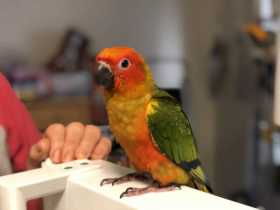 Lost Conure