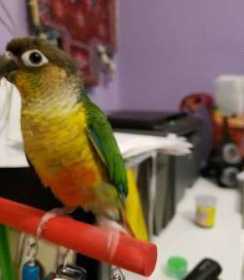 Lost Conure