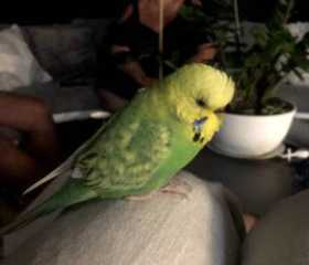 Lost Budgerigar