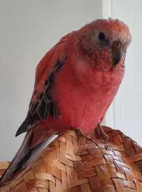 Lost Bourke's Parakeet