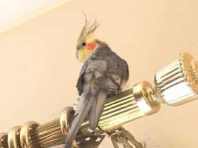 Lost Cockatiel