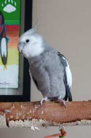 Lost Cockatiel