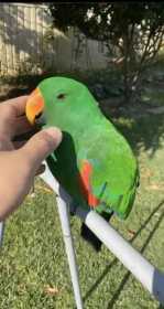 Lost Eclectus