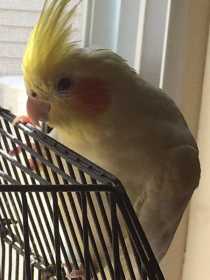 Lost Cockatiel