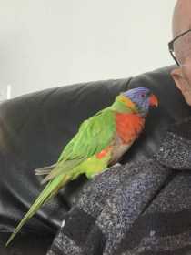 Lost Lory / Lorikeet