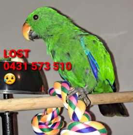 Lost Parrotlet