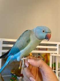 Lost Indian Ringneck Parakeet