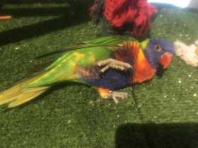 Lost Lory / Lorikeet