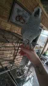 Lost African Grey