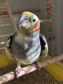 Lost Cockatiel