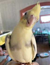 Lost Cockatiel