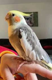 Lost Cockatiel