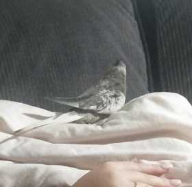 Lost Cockatiel