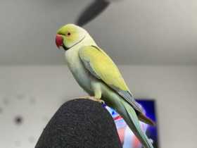 Lost Indian Ringneck Parakeet