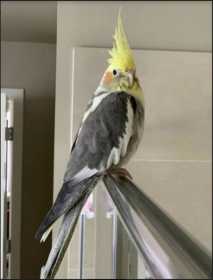 Lost Cockatiel