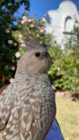 Lost Cockatiel