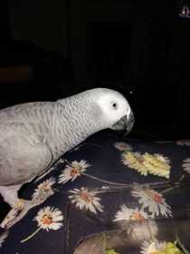 Lost African Grey