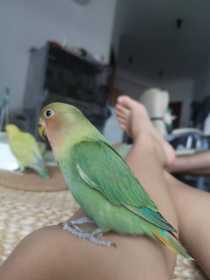 Lost Lovebird