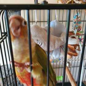 Lost Conure