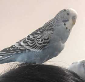 Lost Budgerigar