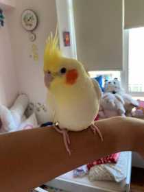 Lost Cockatiel
