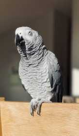 Lost African Grey