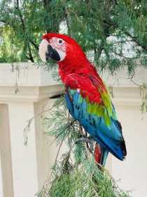 Lost Macaw