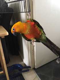 Lost Conure