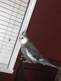 Lost Cockatiel