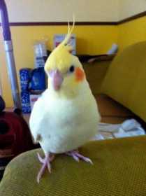 Lost Cockatiel