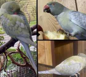 Lost Indian Ringneck Parakeet