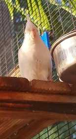 Lost Cockatiel