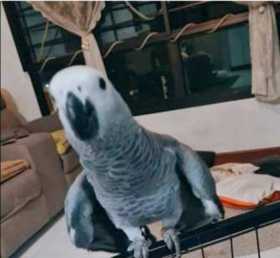 Lost African Grey