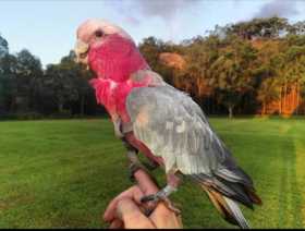 Lost Galah Cockatoo