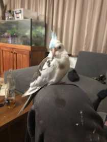 Lost Cockatiel