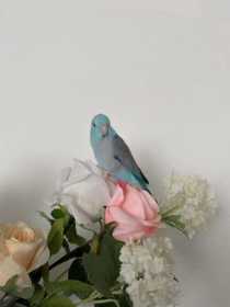 Lost Parrotlet
