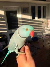 Lost African Ringneck Parakeet