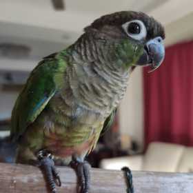 Lost Conure