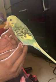 Lost Parakeet