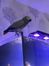 Lost African Grey