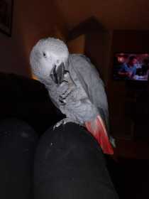 Lost African Grey