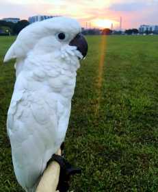 Lost Cockatoo