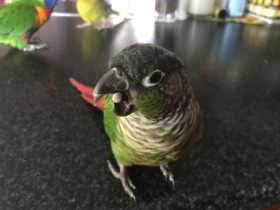 Lost Conure