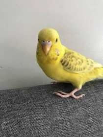 Lost Budgerigar