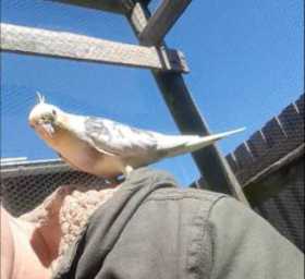 Lost Cockatiel