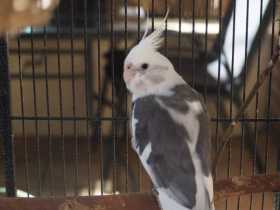 Lost Cockatiel